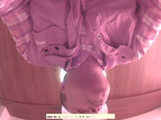 Forest monitoring image